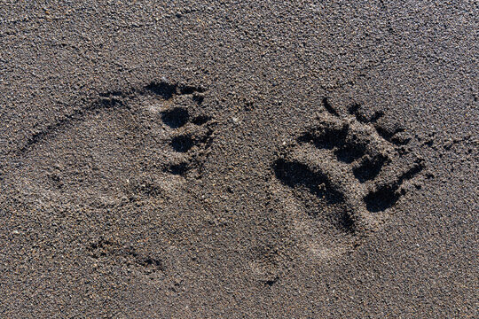 Animal footprint on the wooden surface of a bear