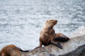 Sea lion on the beach in Galapagos Islands