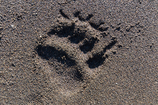 Bear trace on a beach