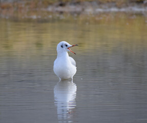 white headed gull at Pangong lake