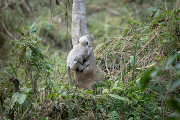Obraz premium Baby Gray Langur on a Tree