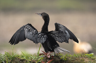 Little Cormorant with Wings Spread