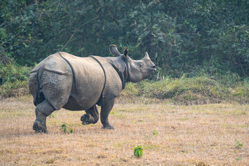 One Horned Rhino in the Wild