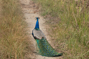 Peacock on Junge Road