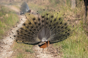Fototapeta na wymiar Peacock With Tail Spread on Jungle Road