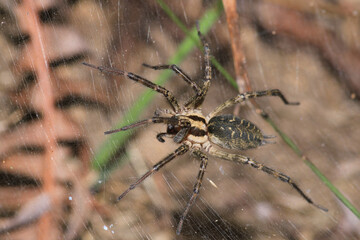 agelena labyrinthica spider macro photo