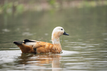 Ruddy Shelduck in the Water