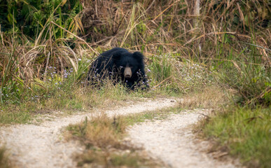 Sloth Bear in the Jungle Grass