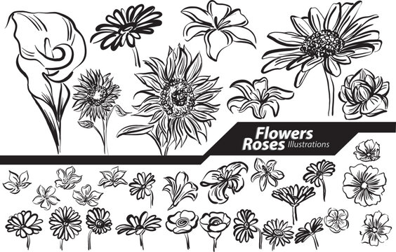 black and white Flowers illustrations doodle drawing free hand style nature vector illustration