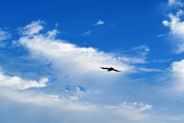 青空とカラス