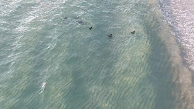 Arial shot of the waves in crystal clear water and black stingrays swimming there