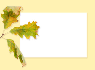jesienny liść, background 2