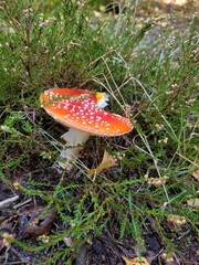 close up of amanita muscaria mushroom in the forest