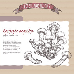 Cyclocybe aegerita aka poplar mushroom sketch on cardboard background. Edible mushrooms series. - 537801103