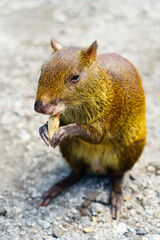 Brown squirrel eating a nut