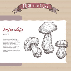 Boletus edulis aka porcini mushroom sketch on cardboard background. Edible mushrooms series. - 537801174