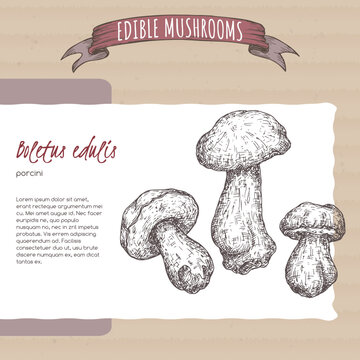 Boletus edulis aka porcini mushroom sketch on cardboard background. Edible mushrooms series.