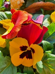 Pansy Bloom 