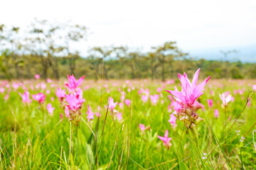 Obraz premium Siam tulip flower or Krachiew flowers are blooming in national park