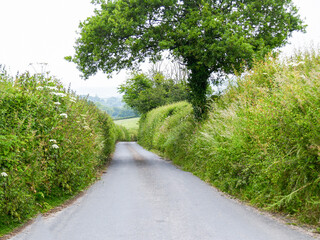 Fototapeta na wymiar Narrow typically overgrown edges along English country road