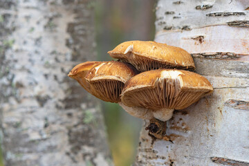 mushroom on a tree