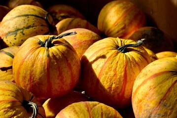 Naklejka premium Closeup of a heap of 'Fireball' pumpkins, Cucurbita maxima. Excellent for pumpkin pies.