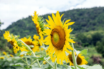 sunflowers in a field on a day without the sun agricultural field with blooming yellow sunflowers in the countryside