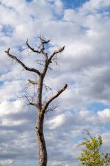 tree in the sky