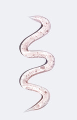 pink gel smear, cosmetic textures, hair styling \ skincare product