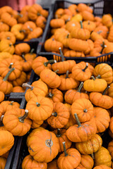 Closeup of Pile of Small Orange Pumpkins