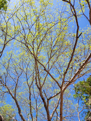 tree in autumn