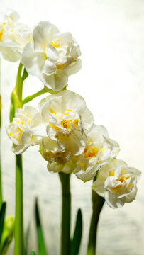 The flower of a double daffodil is white with a yellow core against a blurry background of other daffodils. First spring flowers. Copy space for text. Vertical image