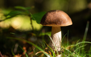 Close-up view of a magnificent Boletus reticulatus (or Boletus aestivalis), commonly known as the...