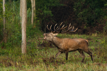 Obraz na płótnie Canvas Deer on the meadow in the autumn forest