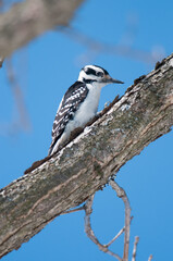 Hairy Woodpecker climbing along a tree branch