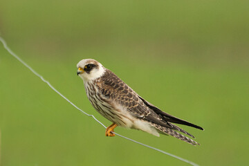 Gray kestrel (falco vespertinus)