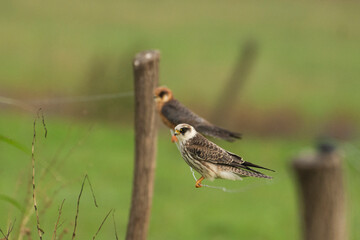 Gray kestrel (falco vespertinus)