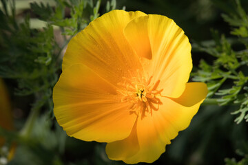 Yellow flower in the sunlight