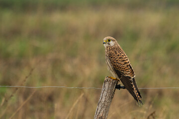 Kestrel (falco tinnunculus)
