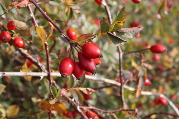 Hagebutte, Hunds-Rose