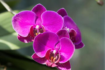Naklejka na ściany i meble Pink exotic orchids