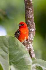 The red fody Seychelles  seated on the grass with green background. A red weaver from the African islands sits in a dense green bush. Red bird on a rice stalk.
