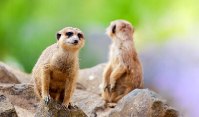 Meerkat (Suricata suricatta) South Africa in nature. suricate upright on outlook, very watchful....