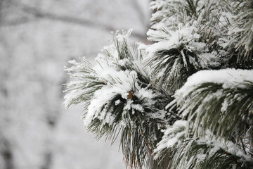 Bushes covered with snow in Moscow park in winter season	