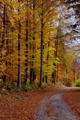 Autumn forest scenery with road of fall leaves warm light illumining the gold foliage. Footpath in scene autumn forest nature. Germany.