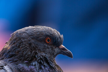 Pigeon close up in a city centre