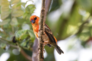 The red fody Seychelles  seated on the grass with green background. A red weaver from the African islands sits in a dense green bush. Red bird on a rice stalk.