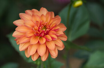 Dahlia