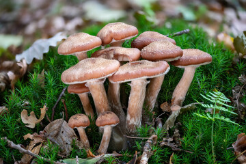 A group of younger Hallimasch mushrooms in green Moss