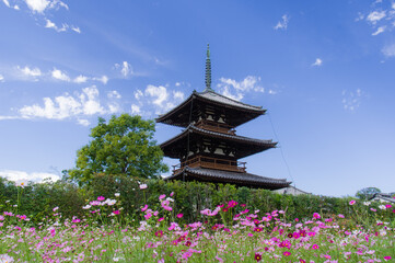 法起寺（奈良県斑鳩町）のコスモス